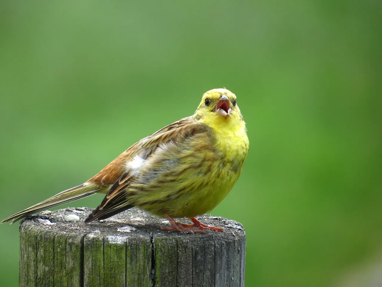 Twitter guideline-J’optimise mon Site Internet Twitter guideline-J'optimise mon Site Internet